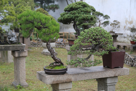 盆景 松树 盆栽