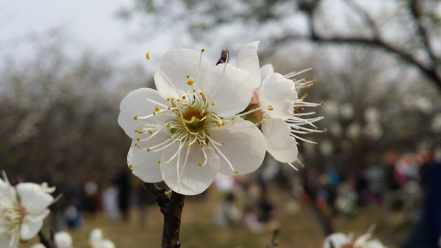 桃花