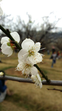 桃花