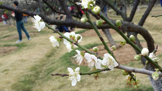 桃花