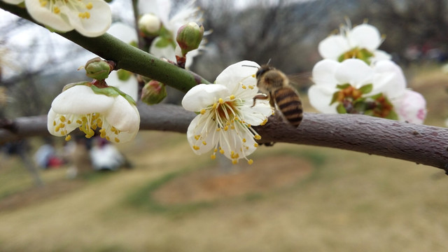 桃花