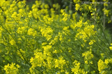 油菜花