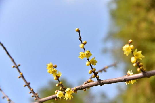 梅花