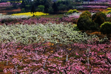 桃花园