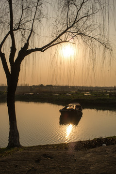 夕阳下的柳树