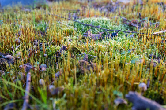 青苔素材 微距特写