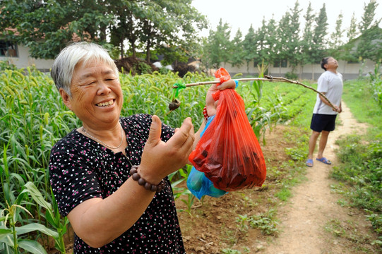 抓知了