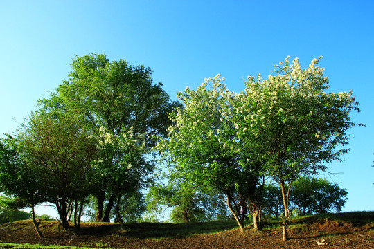 山里树