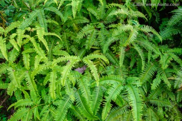 室内植物墙