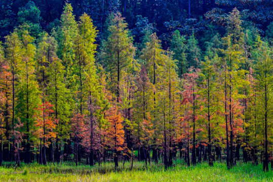 彩色水杉林