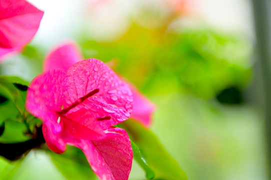 南方花卉 三角梅 红色花朵