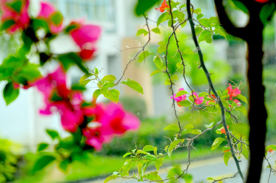 南方花卉 三角梅 红色花朵