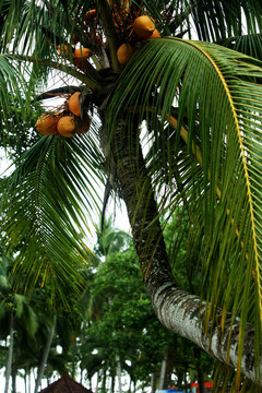 椰子树 金椰果