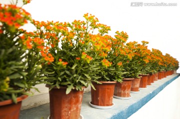 一排橙色长寿花盆栽