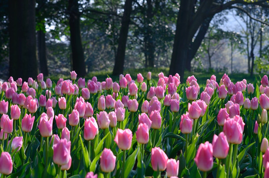 粉色郁金香花田