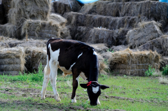 内蒙古牧场里的站立的奶牛牛犊