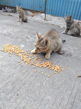 小猫喂食抓拍