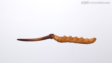 冬蟲(chóng)夏草