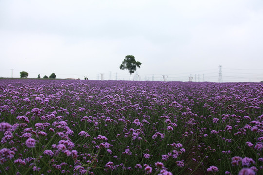 马鞭草