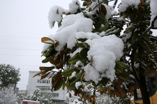 雪景