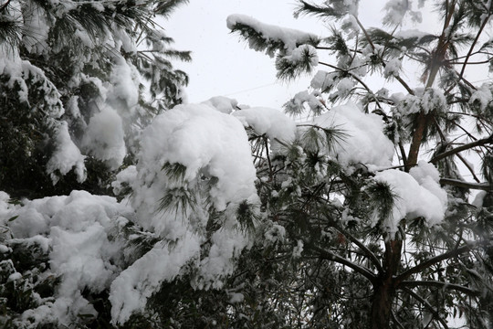 雪景