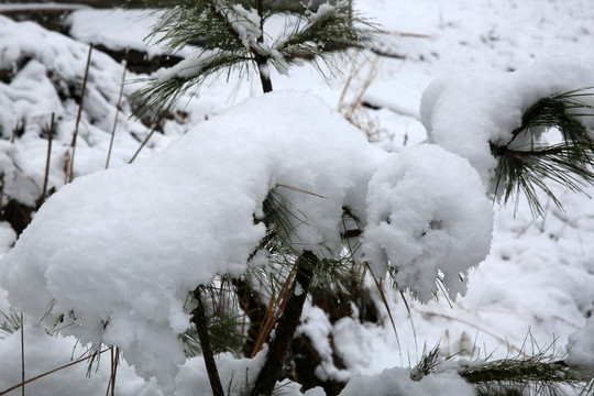 雪景 白雪 树枝 暴雪 风雪
