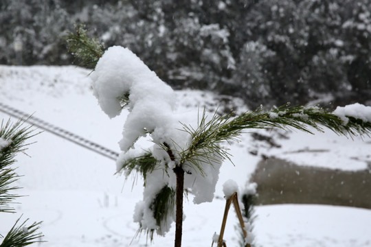 雪景