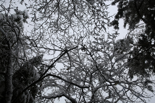 雪景