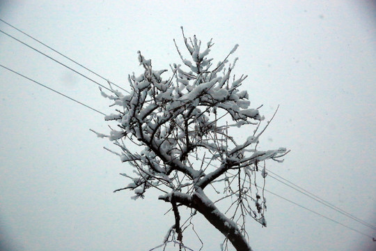 雪景