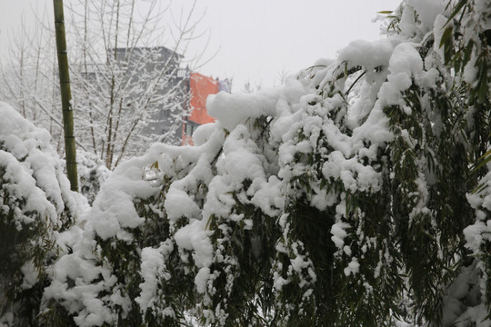 竹林雪景