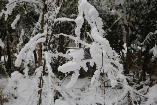 雪景