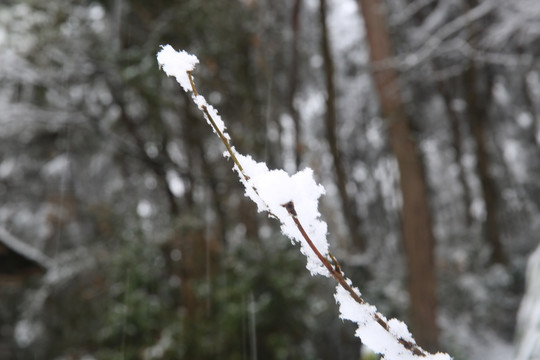 雪景