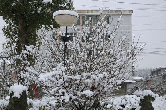 雪景