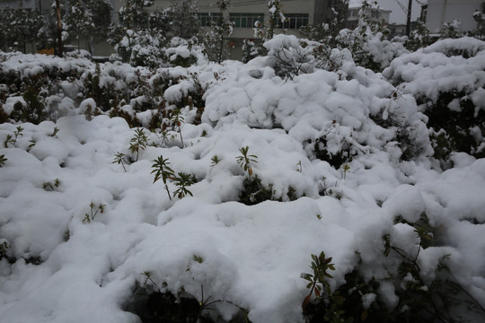 雪景