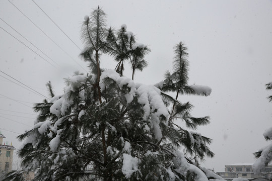 雪景