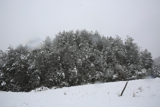 雪景