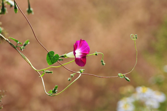 牵牛花