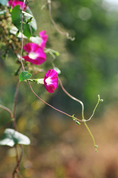 牵牛花