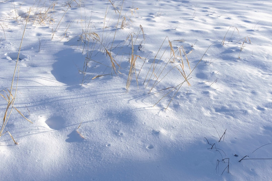 冬雪