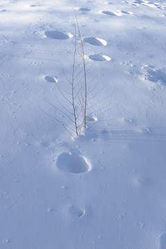 冬雪