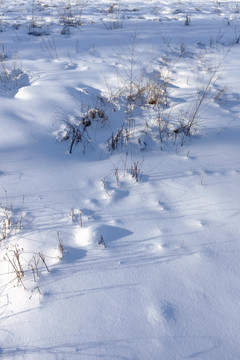 雪地