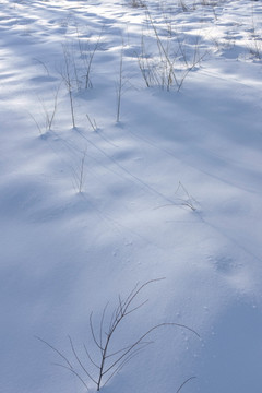 雪地