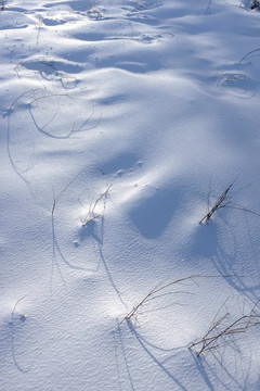 雪地