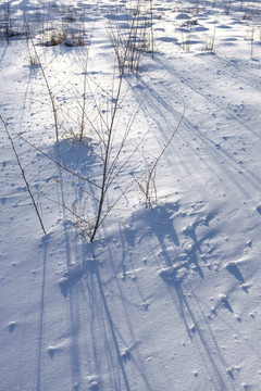 雪地