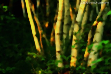 晨光中的白樺樹裝飾畫