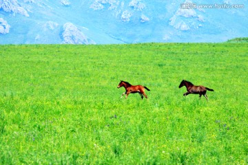 草原上奔跑的小马驹