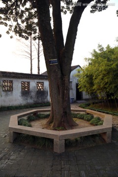留园大型广玉兰树