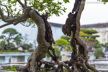 留园盆景