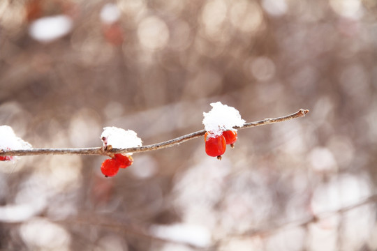 雪景 红果