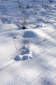 雪地